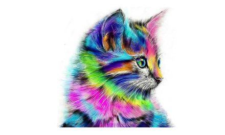 Week 11 – Colorful cat
