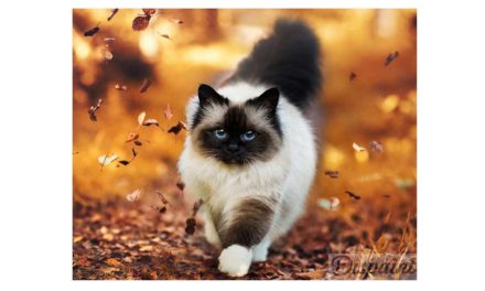 Week 43 – Cat among autumn leaves