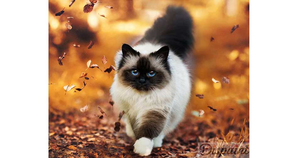 cat among autumn leaves