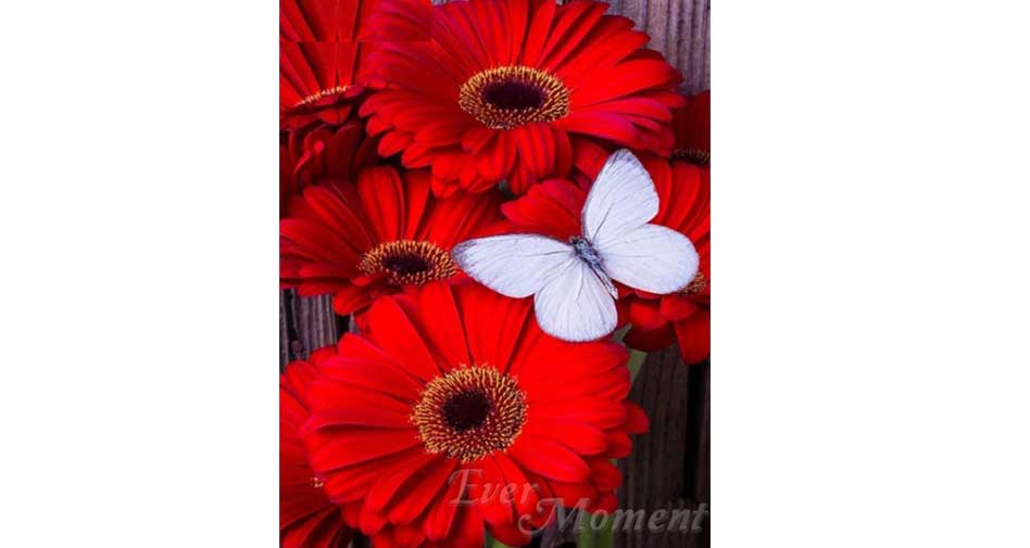 red flowers with butterfly